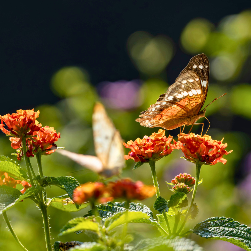 Schmetterling und Blüten
