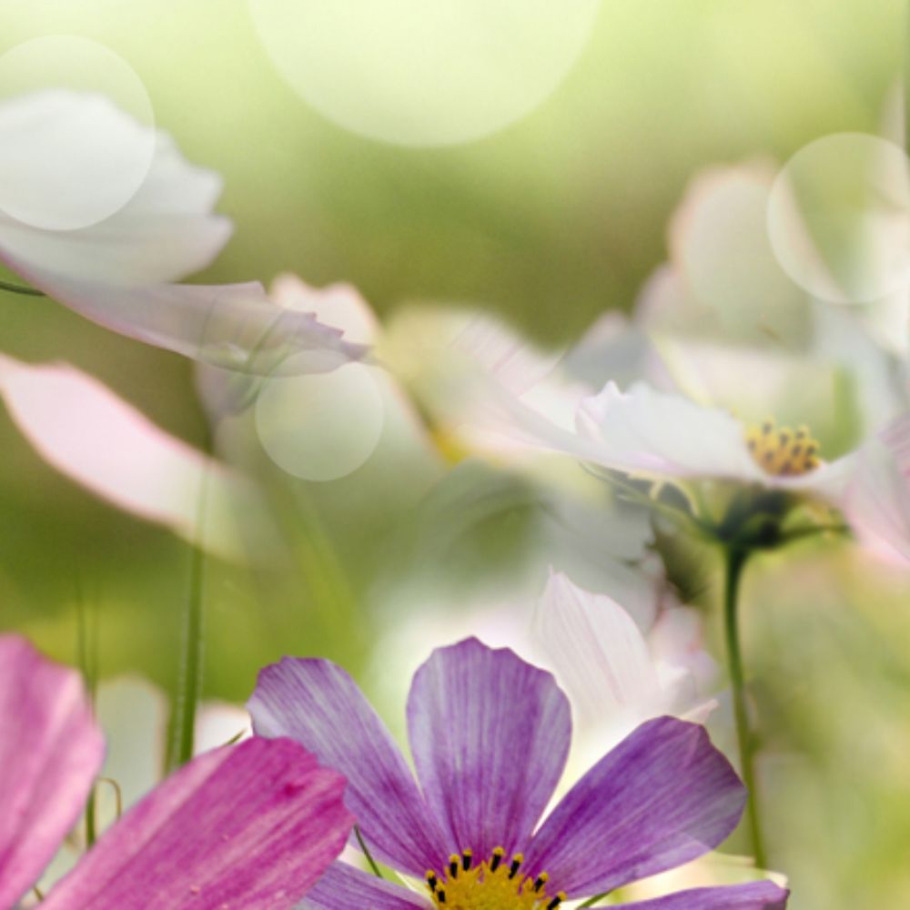 Zarte Blumen in natürlicher Umgebung